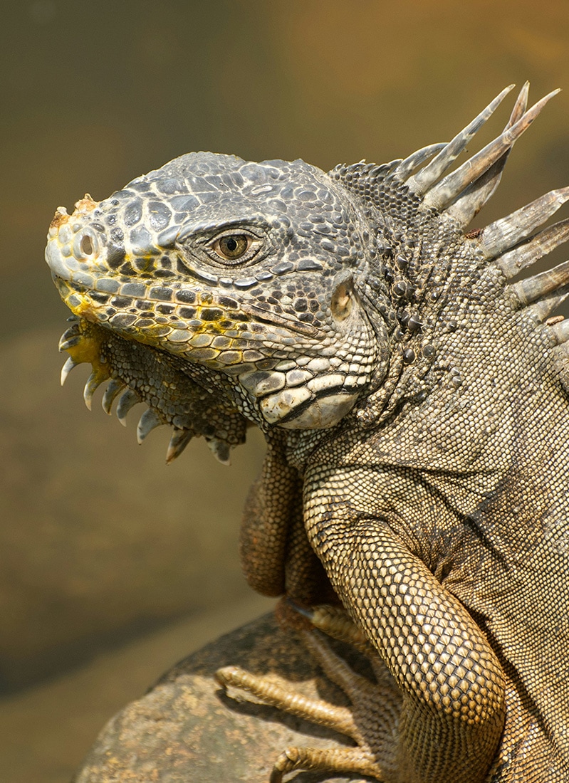 Iguana, Mexico