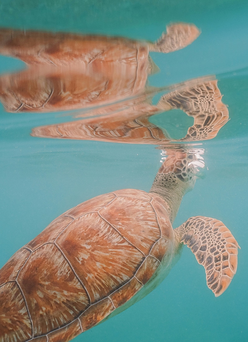 Sea turtle, Mexico