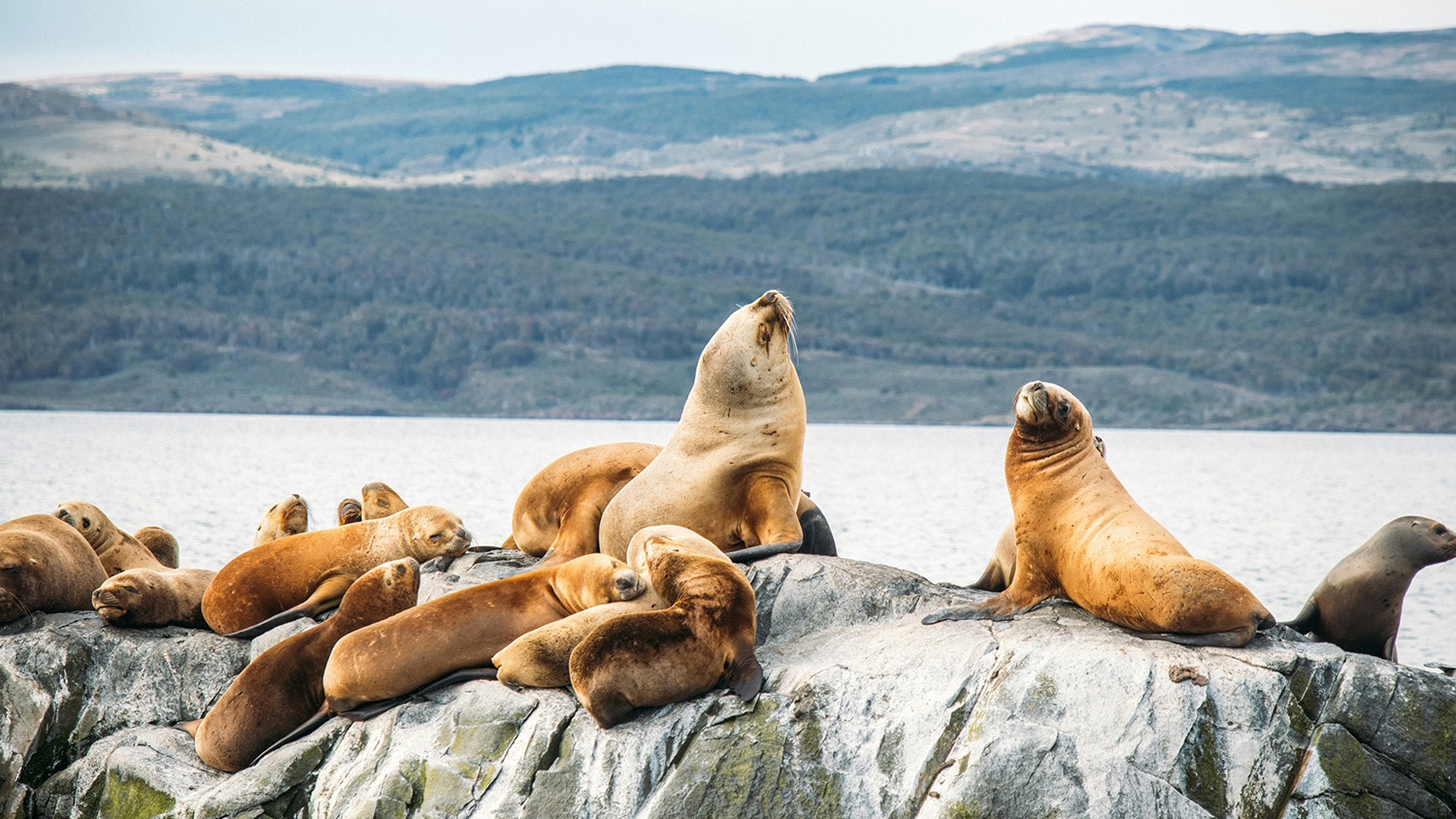 Sea lions, Ushuaia, Argentina