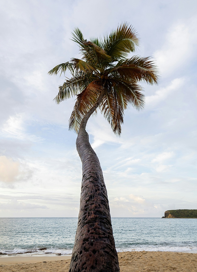 Palm tree & beach, Vieques, Puerto Rico