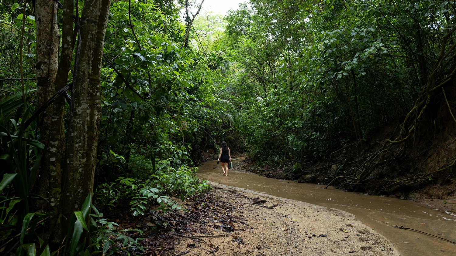 River in the jungleVieques, Puerto Rico