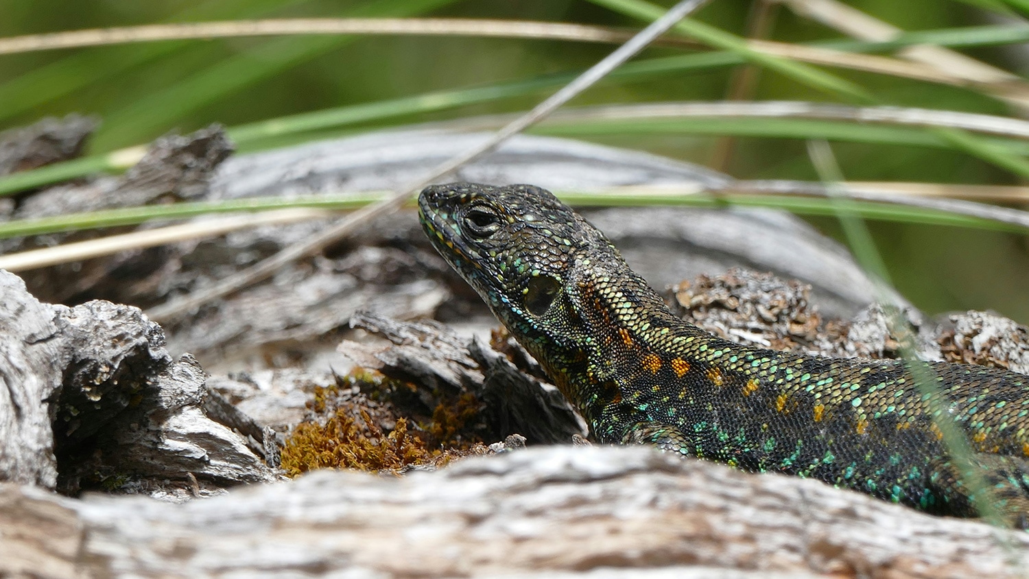 Lizard, Villa La Angostura, Argentina